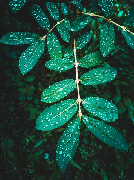 damlacıklı broşürler