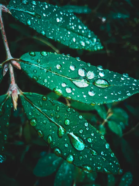 damlacıklı broşürler