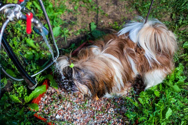 köpek shih tzu bir musluktan içme suyu