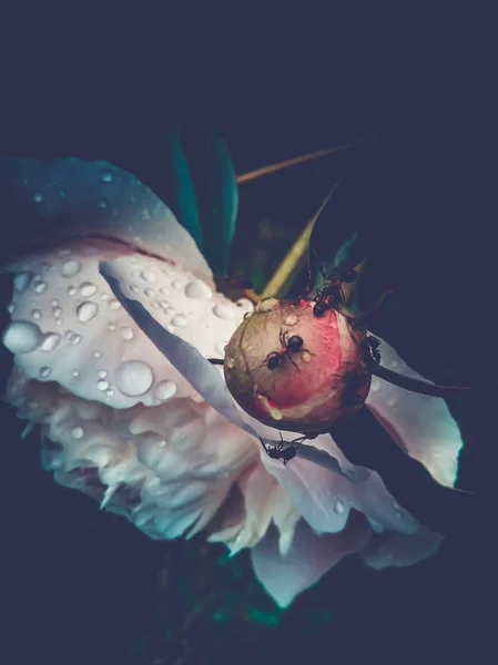 koyu bir arka plan karşı şakayık