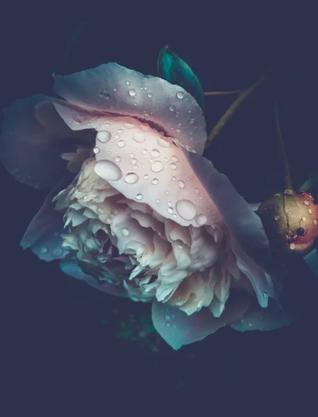 koyu bir arka plan karşı şakayık