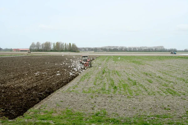 Нидерланды Северная Голландия Wieringermeer Польдер Май 2016 Чайки Следующие Трактор — стоковое фото
