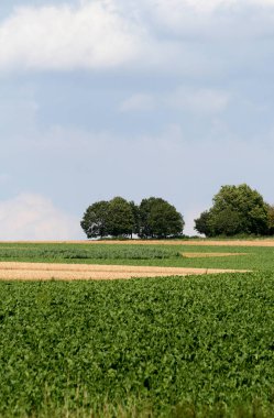 Hollanda, Hollanda, Flamanca, Limburg, Wittem Temmuz 2017: Güney Limburg eteklerindeki manzara