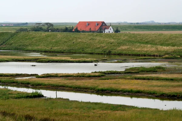 Holandia Holland Holenderski Zeeland Lipca 2017 Typowe Białym Tle Krajobrazu — Zdjęcie stockowe