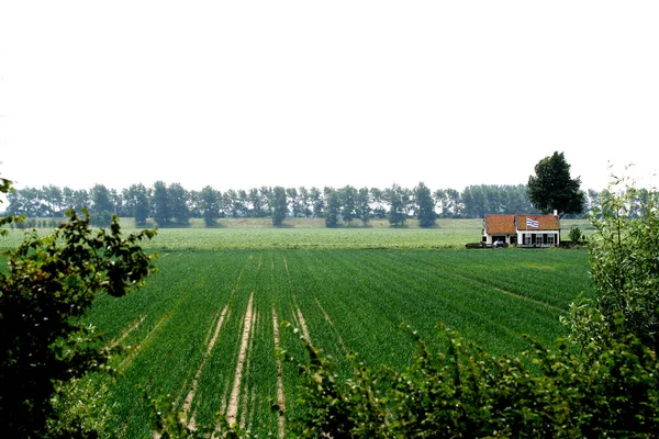 Hollandia Holland Holland Zeeland Július 2017 Izolált Táj Hollandia Zeeland — Stock Fotó