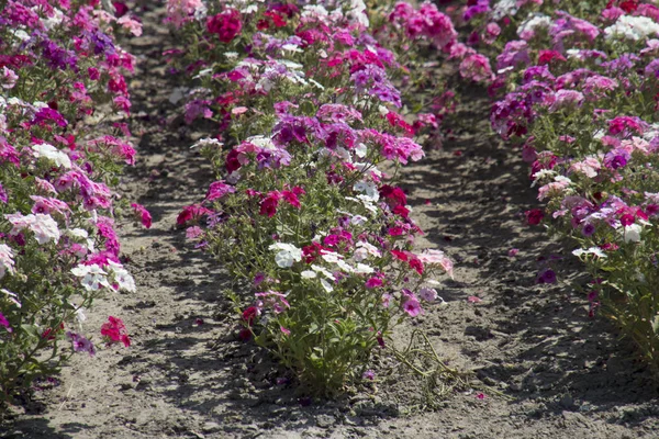 Holandia Holland Holenderski Zeeland Lipiec 2018 Cut Kwiat Pól Krajobrazie — Zdjęcie stockowe