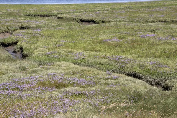 Holandia Holland Holenderski Zeeland Philipsland Lipca 2018 Wzdłuż Brzegów Rzeki — Zdjęcie stockowe