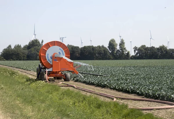 Holandia Holland Holenderski Zeeland Pole 2018 Potato Lipca Krajobrazie Rolniczym — Zdjęcie stockowe