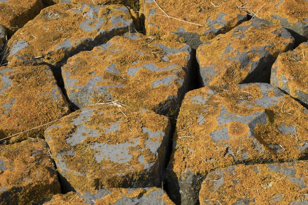 Paesi Bassi Olanda Paesi Bassi Zelanda Tholen Sluis Rijksweg Luglio — Foto Stock