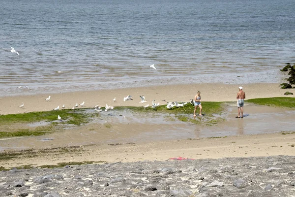 Niederlande Holland Holländisch Zeeland Schouwen Duiveland Ouwerkerk Juli 2018 Niedrigwasser — Stockfoto