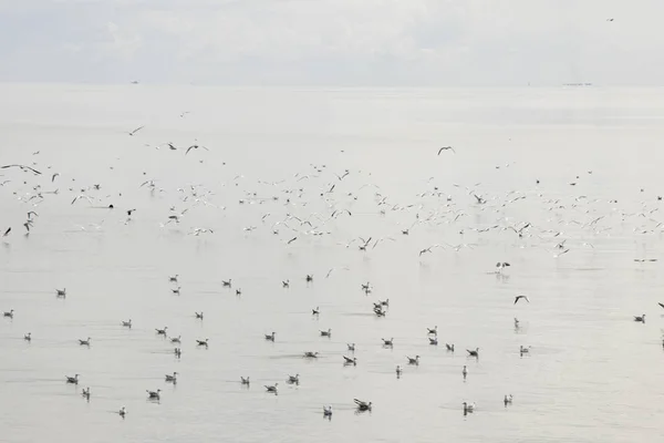 Hollanda Friesland Afsluitdijk 2018 Seagulls Balıkçılık Sonra Dinlenme Temmuz Sol — Stok fotoğraf