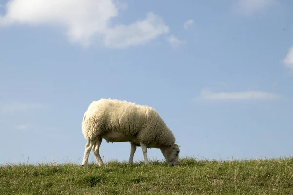 Holandia Friesland Lipiec 2018 Sheep Wypas Holenderski Dik — Zdjęcie stockowe
