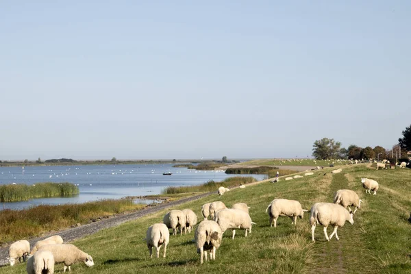 Нидерланды Фрисландия Июль 2018 Овцы Пасутся Голландском Дике — стоковое фото