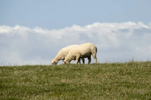 Nederland Friesland Juli 2018 Sheep Grazen Een Nederlandse Dik — Stockfoto