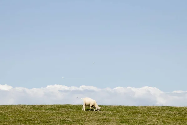 Нидерланды Фрисландия Июль 2018 Овцы Пасутся Голландском Дике — стоковое фото