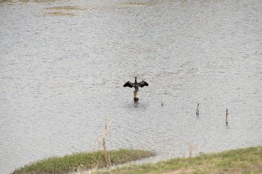 Hollanda, limburg, nehir Meuse, Hollanda ve Belçika arasındaki sınır nerede Meuse Nehri'nde bir yığın üzerinde Temmuz 2018:Cormoran kurutma