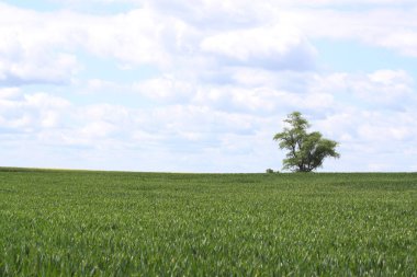 Mısır tarlasında dostu bulutlar ile parlak mavi gökyüzü karşı sonunda yalnız ağaç