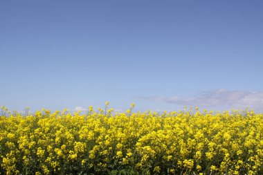 Kolza tohumu çiçeği dostu bulutlar ile parlak mavi gökyüzü karşı