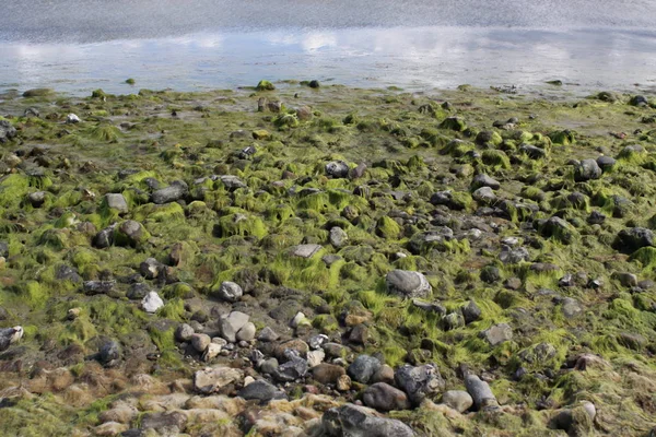 Stenar Stranden Och Täckt Med Tång Kan Användas Som Ram — Stockfoto