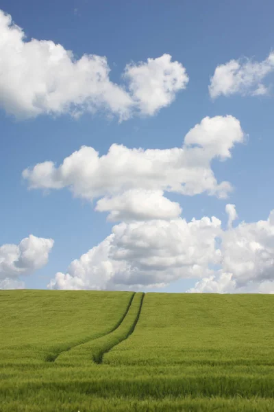 Trekker Parcours Een Shelved Cornfield Tegen Een Heldere Blauwe Hemel — Stockfoto