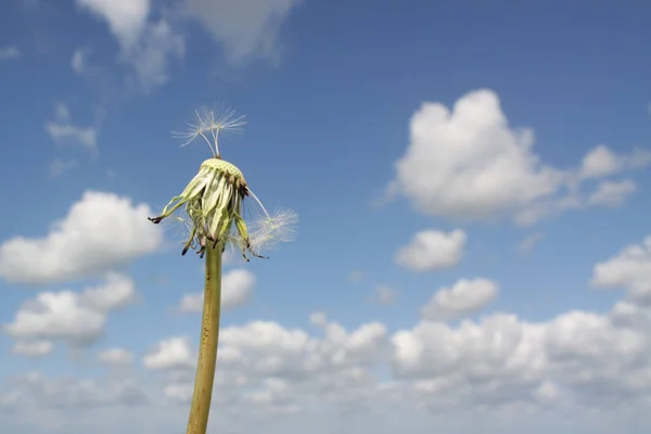フレンドリーな雲と明るい青空に対して残って種子の数とタンポポ — ストック写真