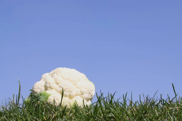 Mini Cauliflower Gras Bright Blue Sky — Stock Photo, Image