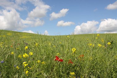 Tecavüz-tohum frindly bulutlar ile parlak mavi gökyüzü karşı güzel rafa kaldırılmış, yatay