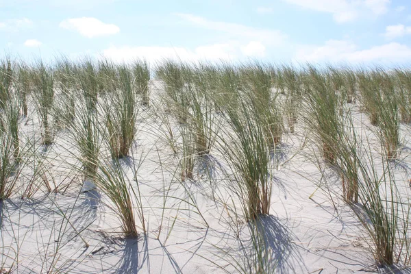 Ammophila Construit Des Dunes Côtières Contre Ciel Bleu Vif — Photo