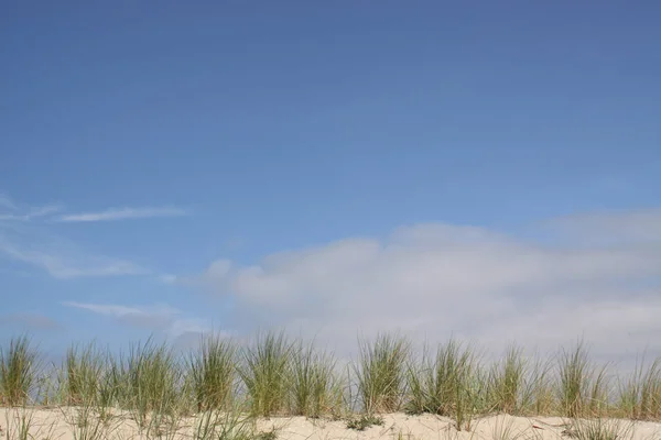 Ammophila Bouwt Kustduinen Van Zand Tegen Een Heldere Blauwe Hemel — Stockfoto