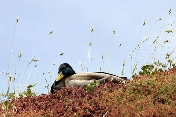 Holanda Zuid Holland Alphen Aan Rijn Setembro 2018 Pato Descansando — Fotografia de Stock