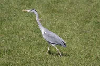 Hollanda, kuzeye, Holland, Marken, Marken Ağustos 2018:Grey balıkçıl