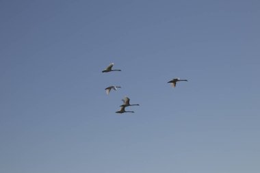 Hollanda, Kuzey Hollanda, Markermeer, Ağustos 2018, dalgaları Markermeer