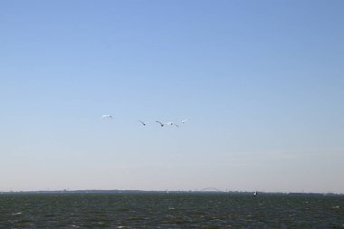 Hollanda, Kuzey Hollanda, Markermeer, Ağustos 2018,