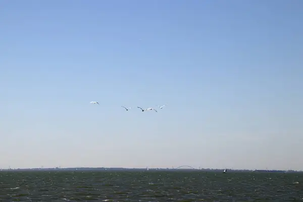 Ολλανδία Noord Holland Markermeer Αυγούστου 2018 — Φωτογραφία Αρχείου