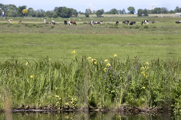 Prairie Hollandaise Verte Terrain Plat Typique Hollandais Avec Vaches Pâturantes — Photo