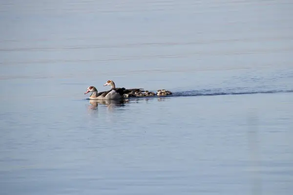 Ολλανδία Noord Holland Kagerplas 2018 Goose Αύγουστο Κολύμπι Στην Kagerplas — Φωτογραφία Αρχείου
