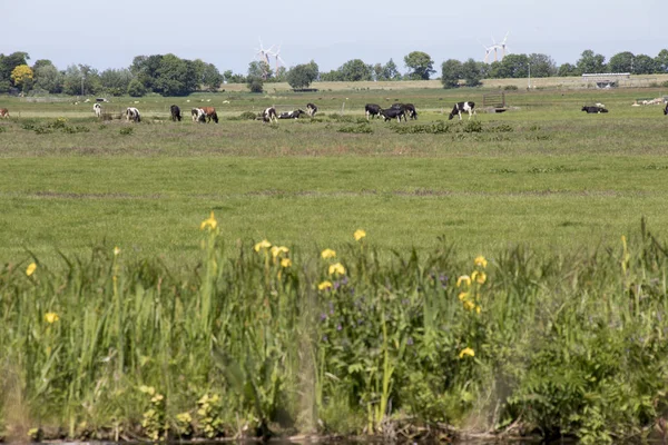Зеленый Голландский Луг Типичная Голландская Земля Пасущимися Коровами — стоковое фото