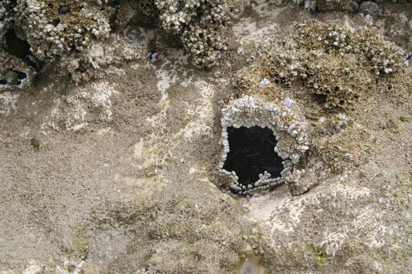 Fransa Normandie Ault Haziran 2017 Tebeşir Taş Üzerinde Barnacles — Stok fotoğraf