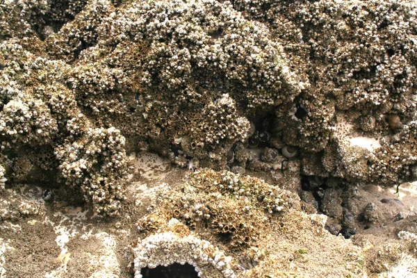 França Normandia Ault Junho 2017 Cracas Pedra Giz — Fotografia de Stock