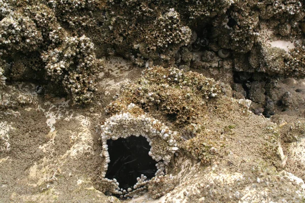 Fransa Normandie Ault Haziran 2017 Tebeşir Taş Üzerinde Barnacles — Stok fotoğraf