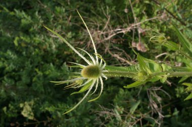 Yeşillere karşı Cirsium vulgare