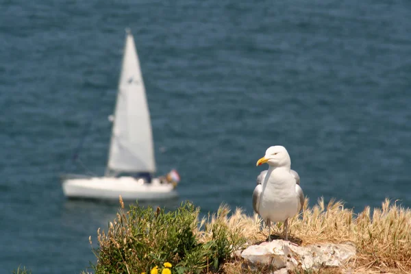 Francia Normandía Etretat Julio 2017 Las Gaviotas Anidan Acantilados —  Fotos de Stock