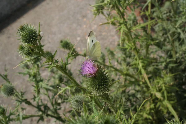 Butterfly Spear Thistle — Stock Photo, Image