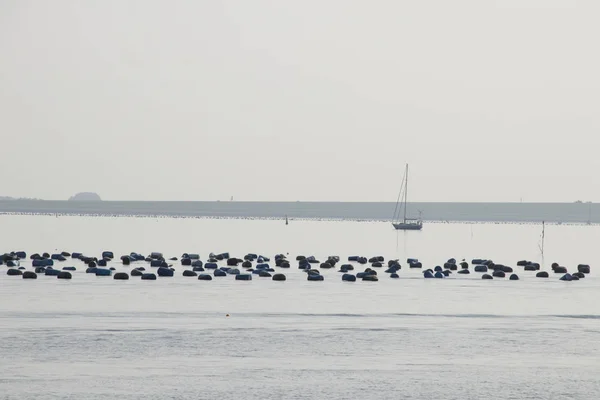 Hollanda Zeeland Bruinisse Temmuz 2018 Zeelan Daki Bruinisse Limanındaki Yelkenli — Stok fotoğraf