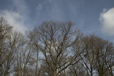 Mavi gökyüzü ve beyaz bulutlara karşı sonbaharda ağaç