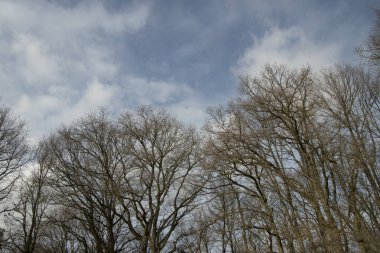 Mavi gökyüzü ve beyaz bulutlara karşı sonbaharda ağaç