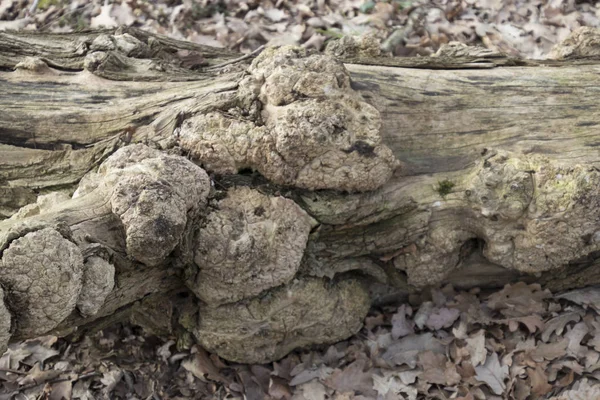 Structures in dead wood — Stock Photo, Image