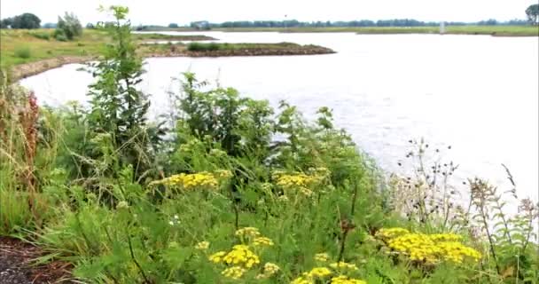 Grüne Pflanzen Und Blumen Ufer Des Flusses — Stockvideo