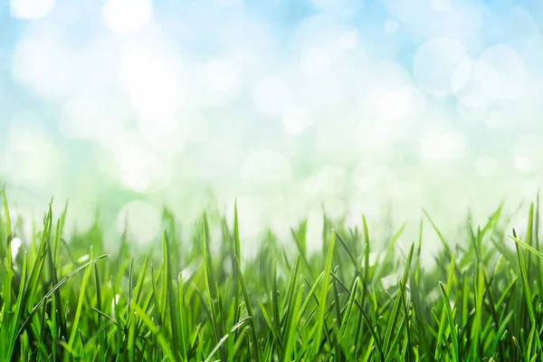 Sunny Spring Sky Bokeh Green Grass Background — Stock Photo, Image