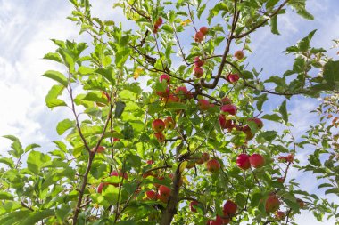 Ağaç dallarında kırmızı elmalar 